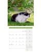 Стенен календар Ackermann Cats 2026 – Котки - Ackermann - Ackermann - Жена, Мъж - Ackermann - Art12 - 9783838446202-6-thumb