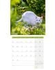 Стенен календар Ackermann Cats 2026 – Котки - Ackermann - Ackermann - Жена, Мъж - Ackermann - Art12 - 9783838446202-7-thumb