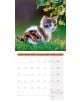 Стенен календар Ackermann Cats 2026 – Котки - Ackermann - Ackermann - Жена, Мъж - Ackermann - Art12 - 9783838446202-8-thumb