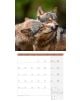 Стенен календар Ackermann German Wildlife 2026 – Диви животни в Германия - Ackermann - Ackermann - Жена, Мъж - Ackermann - Art12 - 9783838446264-11-thumb
