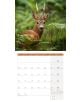 Стенен календар Ackermann German Wildlife 2026 – Диви животни в Германия - Ackermann - Ackermann - Жена, Мъж - Ackermann - Art12 - 9783838446264-4-thumb