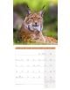 Стенен календар Ackermann German Wildlife 2026 – Диви животни в Германия - Ackermann - Ackermann - Жена, Мъж - Ackermann - Art12 - 9783838446264-6-thumb