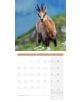 Стенен календар Ackermann German Wildlife 2026 – Диви животни в Германия - Ackermann - Ackermann - Жена, Мъж - Ackermann - Art12 - 9783838446264-8-thumb