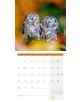 Стенен календар Ackermann Owls 2026 – Бухали - Ackermann - Ackermann - Жена, Мъж - Ackermann - Art12 - 9783838446240-10-thumb