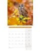 Стенен календар Ackermann Owls 2026 – Бухали - Ackermann - Ackermann - Жена, Мъж - Ackermann - Art12 - 9783838446240-12-thumb