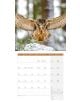 Стенен календар Ackermann Owls 2026 – Бухали - Ackermann - Ackermann - Жена, Мъж - Ackermann - Art12 - 9783838446240-2-thumb