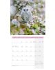 Стенен календар Ackermann Owls 2026 – Бухали - Ackermann - Ackermann - Жена, Мъж - Ackermann - Art12 - 9783838446240-5-thumb