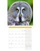 Стенен календар Ackermann Owls 2026 – Бухали - Ackermann - Ackermann - Жена, Мъж - Ackermann - Art12 - 9783838446240-6-thumb