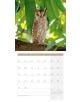 Стенен календар Ackermann Owls 2026 – Бухали - Ackermann - Ackermann - Жена, Мъж - Ackermann - Art12 - 9783838446240-7-thumb