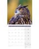 Стенен календар Ackermann Owls 2026 – Бухали - Ackermann - Ackermann - Жена, Мъж - Ackermann - Art12 - 9783838446240-8-thumb