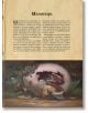 Страница от "Български митологични същества и вярвания" на български език, вдъхновена от български предания, е отпечатана върху състарена хартия. В долната част се появява светещо митологично същество в близост до гъби в осветена от луната гора.-7-thumb