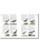 Complete Birds of Britain and Europe - Rob Hume - Жена, Мъж - DK Publishing - 9780241412701-11-thumb