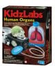Детска лаборатория 4M - Човешките органи - 4M - 4M - Момиче, Момче - 4M - Kids Labs - 4893156033741-1-thumb