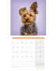Календар Ackermann Dogs - Кучета  за 2021 г. - Ackermann - 9783838441290-3-thumb