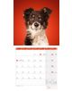 Календар Ackermann Dogs - Кучета  за 2021 г. - Ackermann - 9783838441290-5-thumb