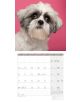 Календар Ackermann Dogs - Кучета  за 2021 г. - Ackermann - 9783838441290-6-thumb