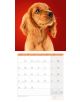 Календар Ackermann Dogs - Кучета  за 2021 г. - Ackermann - 9783838441290-7-thumb