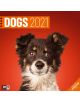 Календар Ackermann Dogs - Кучета  за 2021 г. - Ackermann - 9783838441290-1-thumb