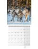 Календар Ackermann Wofle - Вълци за 2021 г. - Ackermann - 9783838441238-2-thumb