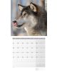 Календар Ackermann Wofle - Вълци за 2021 г. - Ackermann - 9783838441238-3-thumb