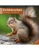 Календар Ackermann Eichhörnchen - Катерички, 2025 година - Ackermann - Ackermann - Ackermann - Art12 - 9783838445311-1-thumb