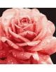 Близък план на розова роза с водни капки на тъмен фон. Рисуваният, текстуриран вид наподобява акрилни бои, както в Комплект за лесно рисуване с акрилни бои Ideyka - Роза, 40 x 40 см.-1-thumb
