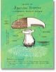 Ръчно рисувана схема на гъба от "Наблюдатологът. Наръчник за съвсем малки научни експедиции" на зелен фон, с етикети на български за пънче, гъба и мицел - чудесно помагало за деца и естествоизпитатели.-4-thumb