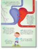 В "Научи и залепи!: Човешкото тяло...и още 100 неща за тях" ще откриете илюстрацията на сърце с обяснена циркулация на кръвта, забавни факти за ритъма и момче с топка. Текстът е на български.-4-thumb