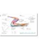 Science of Pilates - DK - Жена, Мъж - DK Publishing - 9780241580578-5-thumb