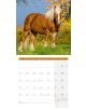 Стенен календар Ackermann Horses 2026 – Коне - Ackermann - Ackermann - Жена, Мъж - Ackermann - Art12 - 9783838446219-12-thumb