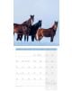 Стенен календар Ackermann Horses 2026 – Коне - Ackermann - Ackermann - Жена, Мъж - Ackermann - Art12 - 9783838446219-2-thumb