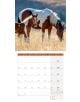 Стенен календар Ackermann Horses 2026 – Коне - Ackermann - Ackermann - Жена, Мъж - Ackermann - Art12 - 9783838446219-4-thumb