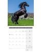 Стенен календар Ackermann Horses 2026 – Коне - Ackermann - Ackermann - Жена, Мъж - Ackermann - Art12 - 9783838446219-5-thumb