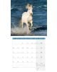 Стенен календар Ackermann Horses 2026 – Коне - Ackermann - Ackermann - Жена, Мъж - Ackermann - Art12 - 9783838446219-8-thumb