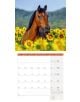 Стенен календар Ackermann Horses 2026 – Коне - Ackermann - Ackermann - Жена, Мъж - Ackermann - Art12 - 9783838446219-9-thumb