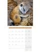 Стенен календар Ackermann Meerkats 2026 – Сурикати - Ackermann - Ackermann - Жена, Мъж - Ackermann - Art12 - 9783838446325-10-thumb