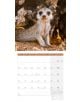 Стенен календар Ackermann Meerkats 2026 – Сурикати - Ackermann - Ackermann - Жена, Мъж - Ackermann - Art12 - 9783838446325-12-thumb