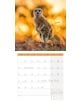 Стенен календар Ackermann Meerkats 2026 – Сурикати - Ackermann - Ackermann - Жена, Мъж - Ackermann - Art12 - 9783838446325-13-thumb