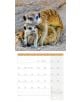 Стенен календар Ackermann Meerkats 2026 – Сурикати - Ackermann - Ackermann - Жена, Мъж - Ackermann - Art12 - 9783838446325-2-thumb