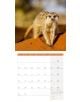 Стенен календар Ackermann Meerkats 2026 – Сурикати - Ackermann - Ackermann - Жена, Мъж - Ackermann - Art12 - 9783838446325-4-thumb