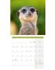 Стенен календар Ackermann Meerkats 2026 – Сурикати - Ackermann - Ackermann - Жена, Мъж - Ackermann - Art12 - 9783838446325-6-thumb