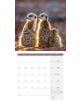 Стенен календар Ackermann Meerkats 2026 – Сурикати - Ackermann - Ackermann - Жена, Мъж - Ackermann - Art12 - 9783838446325-9-thumb
