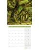 Вертикален стенен календар Ackermann Mystic Forest 2026 - Мистична гора за август с красива снимка на обрасли в мъх дървета и календариум с дати и дни в бяло и зелено.-9-thumb