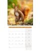 Стенен календар Ackermann Squirrels 2026 – Катерици - Ackermann - Ackermann - Жена, Мъж - Ackermann - Art12 - 9783838446318-12-thumb
