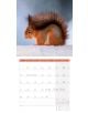 Стенен календар Ackermann Squirrels 2026 – Катерици - Ackermann - Ackermann - Жена, Мъж - Ackermann - Art12 - 9783838446318-13-thumb