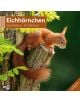 Стенен календар Ackermann Squirrels 2026 – Катерици - Ackermann - Ackermann - Жена, Мъж - Ackermann - Art12 - 9783838446318-1-thumb