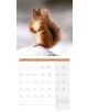Стенен календар Ackermann Squirrels 2026 – Катерици - Ackermann - Ackermann - Жена, Мъж - Ackermann - Art12 - 9783838446318-2-thumb
