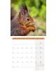 Стенен календар Ackermann Squirrels 2026 – Катерици - Ackermann - Ackermann - Жена, Мъж - Ackermann - Art12 - 9783838446318-4-thumb
