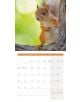 Стенен календар Ackermann Squirrels 2026 – Катерици - Ackermann - Ackermann - Жена, Мъж - Ackermann - Art12 - 9783838446318-5-thumb
