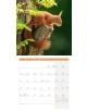 Стенен календар Ackermann Squirrels 2026 – Катерици - Ackermann - Ackermann - Жена, Мъж - Ackermann - Art12 - 9783838446318-6-thumb